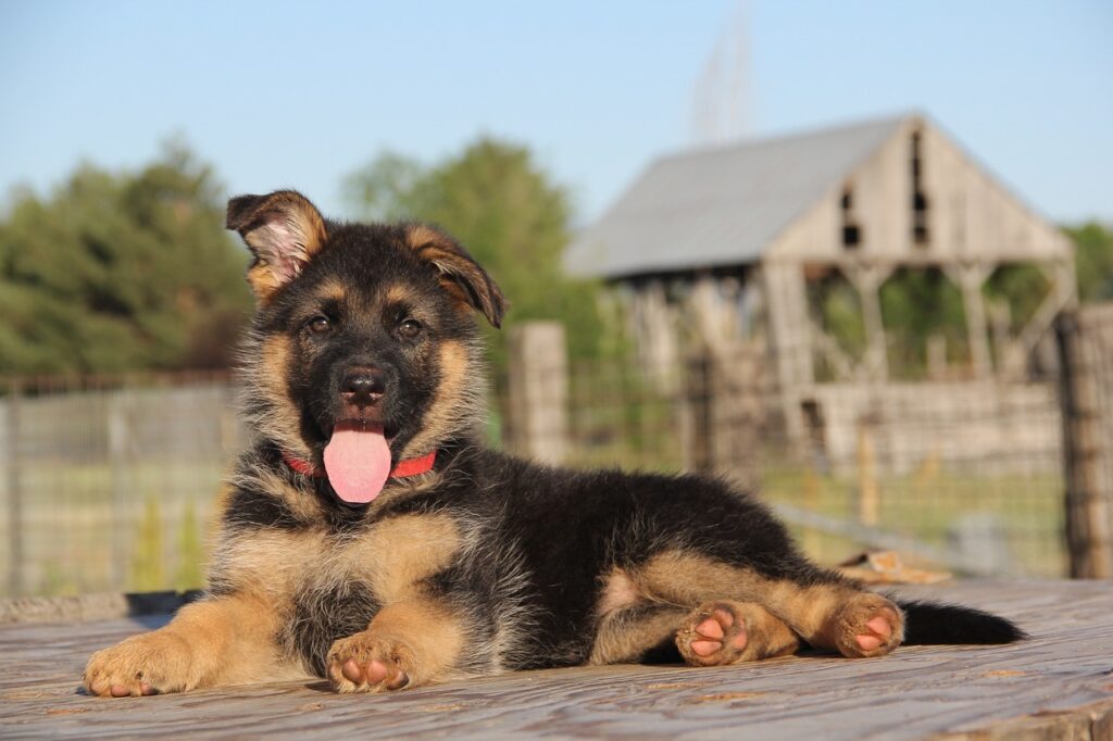 German Shepherd puppy sitting with a playful expression