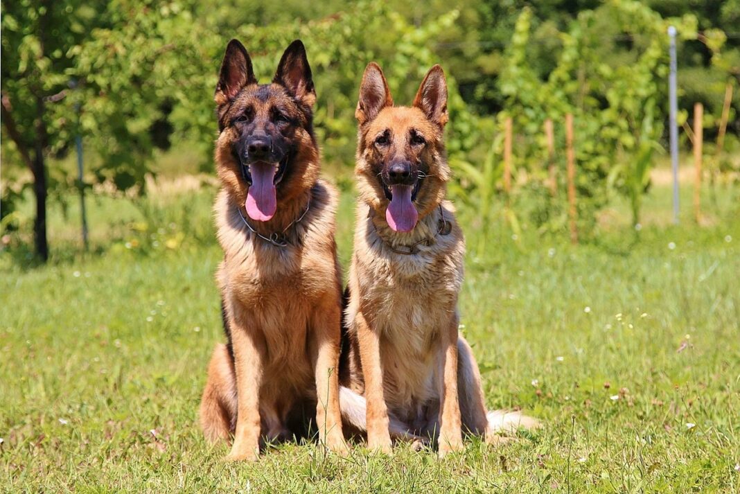 Male and female German Shepherd dogs sitting side by side in a grassy field.