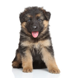 Cute black and brown German Shepherd puppy sitting with a playful expression